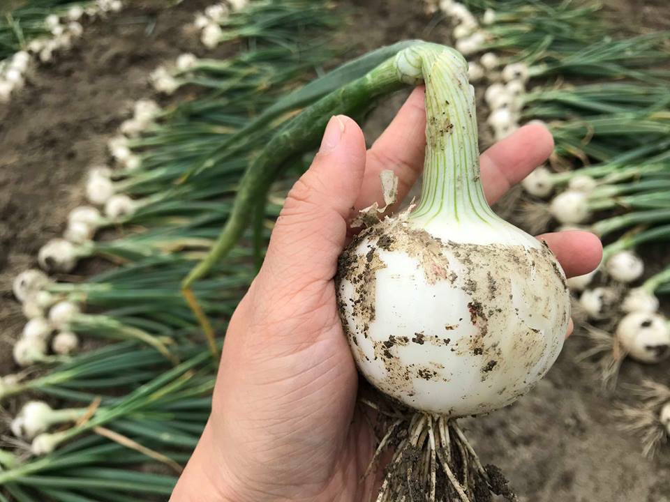 小笠原農園の有機野菜2種詰合せ 玉ねぎ3kg・リーキ3kg北海道十勝幕別2025年秋出荷先行予約野菜 玉ねぎ たまねぎ ねぎ ネギリーキ セット 北海道 幕別町タマネギ 葱 詰め合わせ北海道幕別町セゾンのふるさと納税