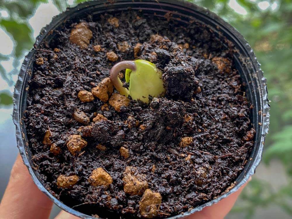 初心者向け！エダマメの栽培方法・育て方のコツ│コラム特集読みものサカタのタネ 家庭菜園・園芸情報サイト 園芸通信