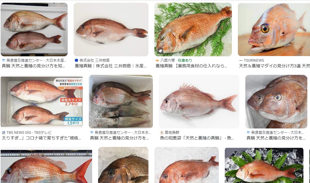 海外では天然より養殖が好まれる」“ブリの完全養殖”に目指す 飼育試験場の内部を初公開 長崎2024年5月10日掲載 NIB NEWS NNN