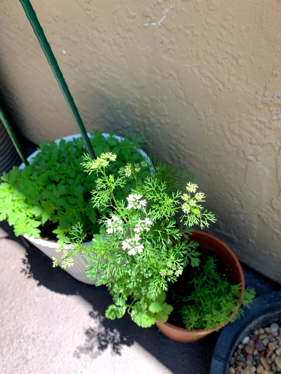 パクチー料理専門店に教わる絶品5レシピbuono