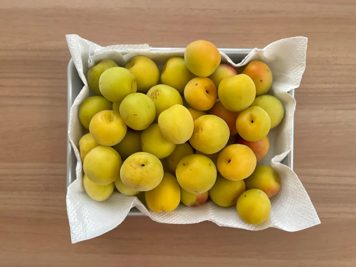 ジップロックで超簡単！初めての梅干しづくり