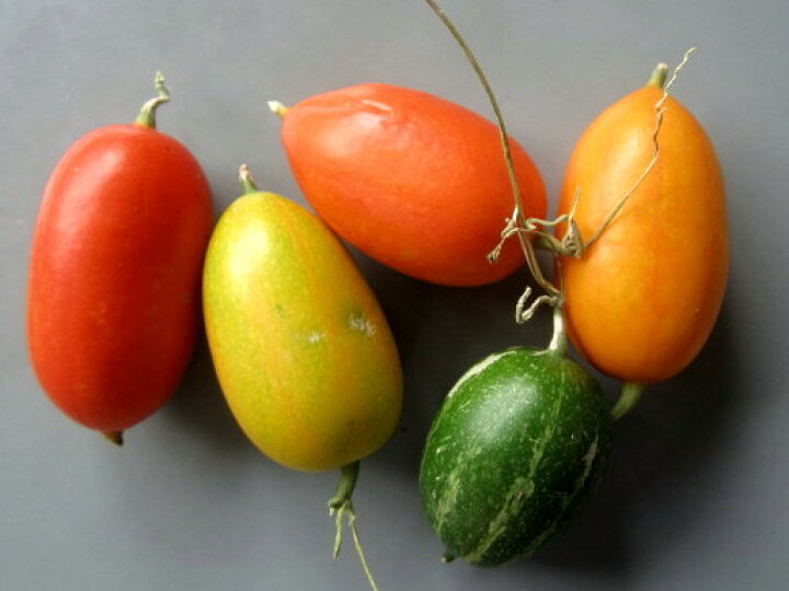 琉球からすうり 種 10粒 - siririnminne byGMOペパボ 国内最大級のハンドメイド・手作り通販サイト