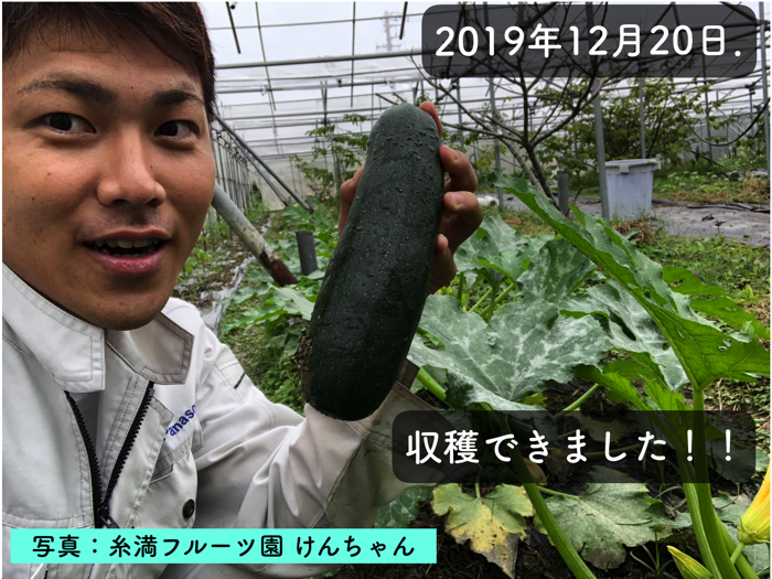 みごとな直立栽培のズッキーニと不耕起栽培のズッキーニ - 大好き！野菜の時間