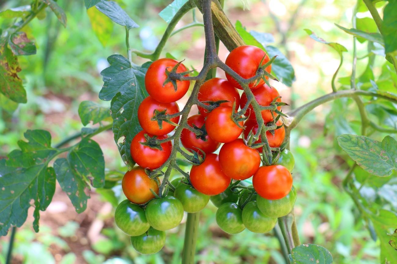 葉っぱに白い点・み のブログ