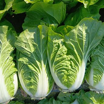サカタのタネ ハクサイ 暑さに強いミニ白菜の通販ハクサイ野菜の種フラワー&グリーンホームセンターナフコ 公式通販