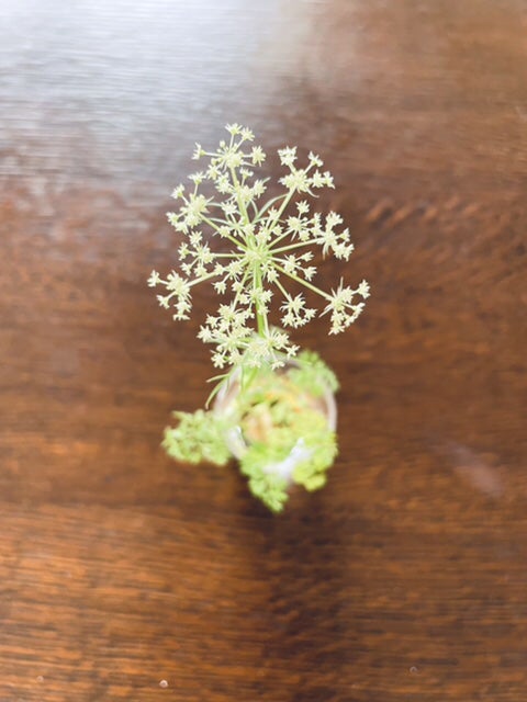 リボベジとは？人参、キャベツ、ネギ、レタスなどできる野菜18選と、おしゃれに楽しむ方法まで – ethical house エシカルハウス