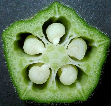 22,166 野菜 断面 Stock Photos, High-Res Pictures, and Images - Getty Imagesカラフル 光沢