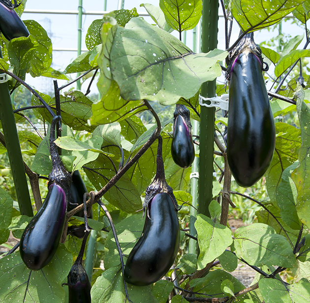 PC筑陽 ナス品種カタログタキイの野菜 タキイ種苗