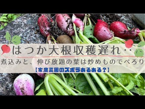 大根 1ヶ月遅い10月種まき～収穫～畑で保存まで 総太り大根 間引き 葉切り 大根栽培 マロ夫とマロの楽しい家庭菜園 貸し農園家庭菜園