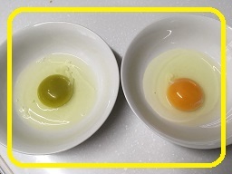 黄身がクリーム色の卵、日本にも存在してたんですね！川上文代の日々の食＆日記