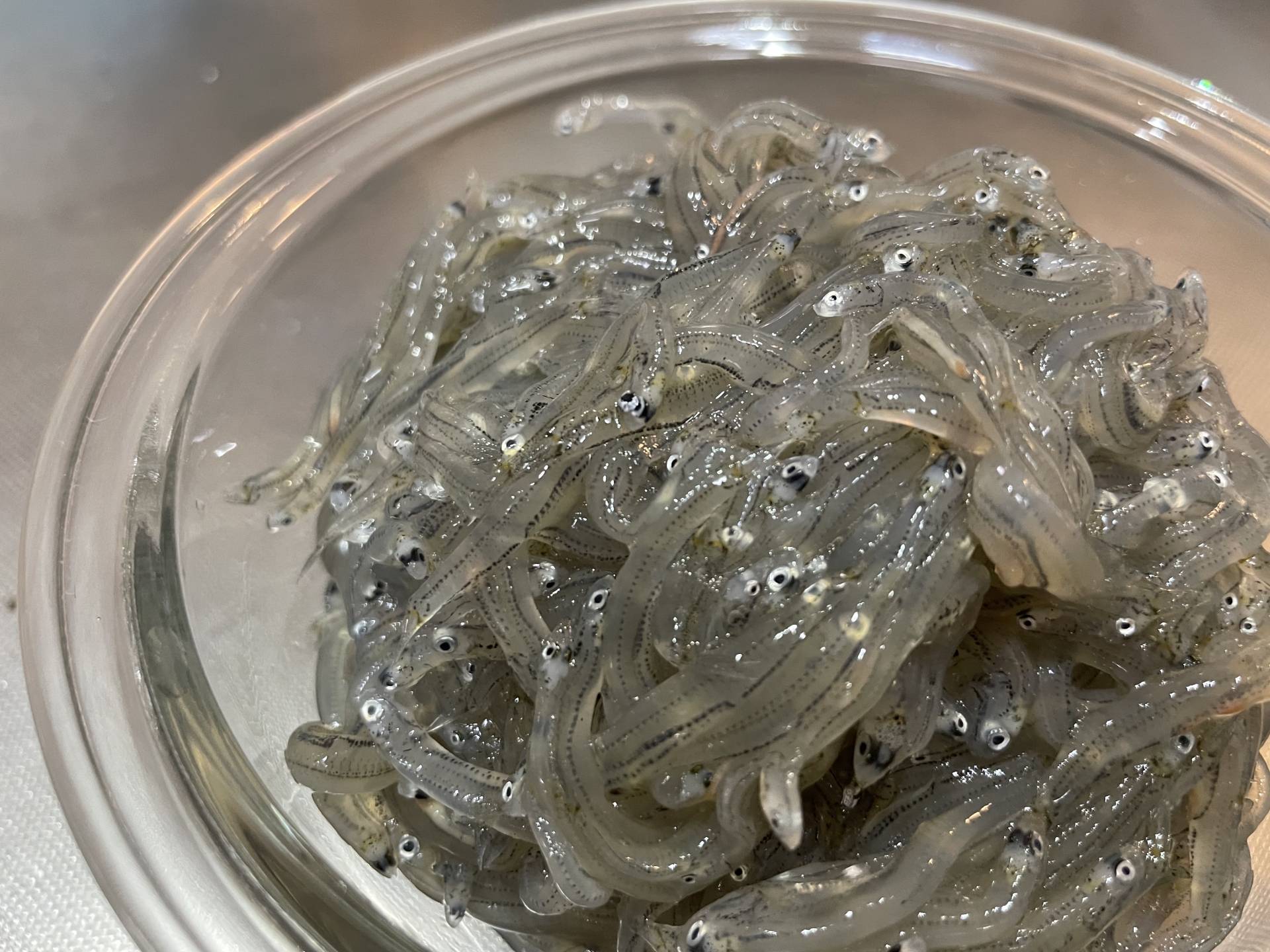 しらす干し」にフグの稚魚混入 札幌市北区のスーパーで販売 絶対に食べず販売店に連絡を 2023年11月20日掲載 STV NEWS NNN