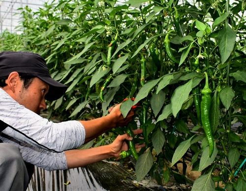 唐辛子の収穫時期と乾燥方法！青唐辛子が赤くなるのに何日かかる？🍀GreenSnap グリーンスナップ