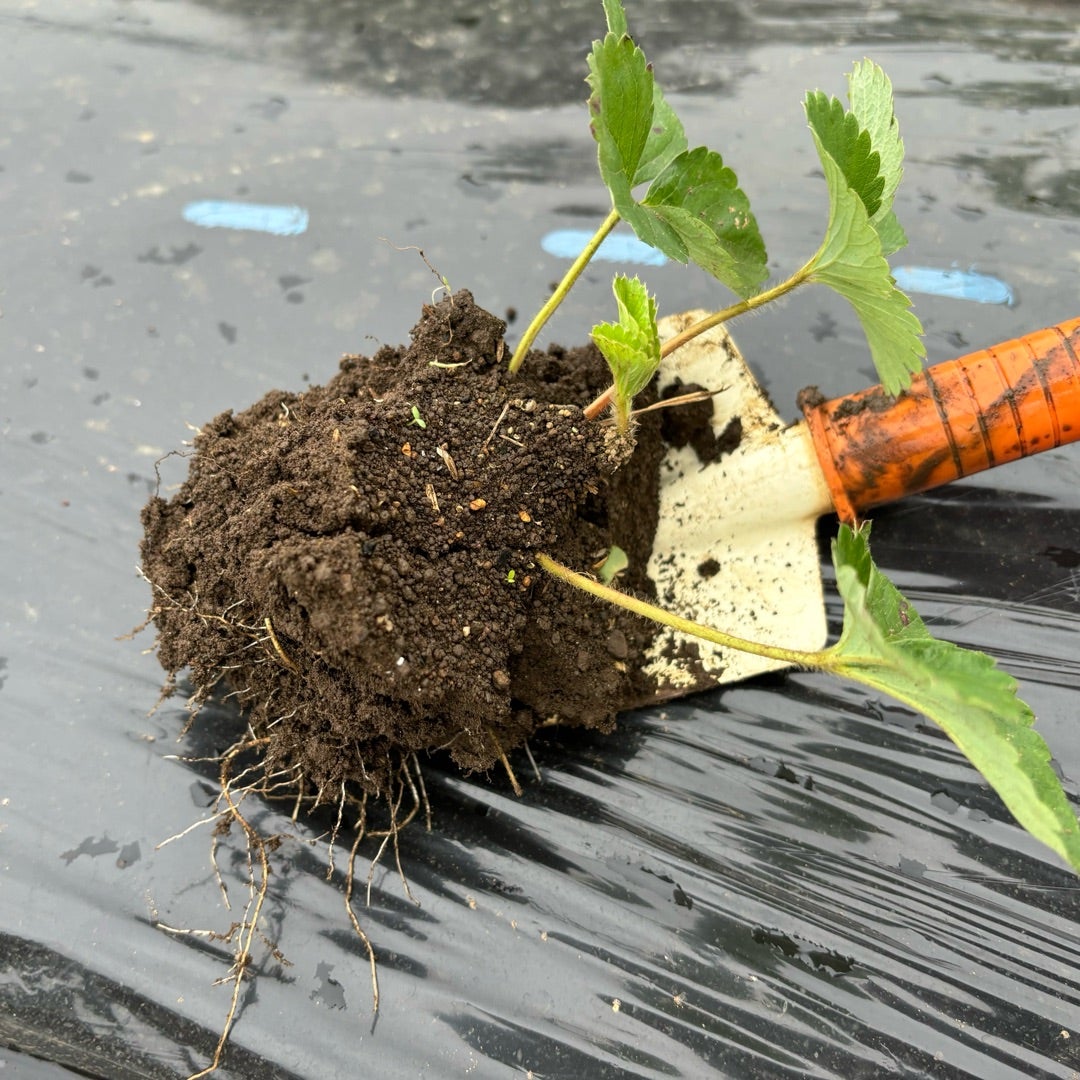 イチゴ 苺 の苗をランナーから増やす方法苗作りの時期・手順・注意点HanaSaku