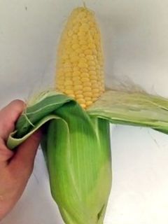 とうもろこしの皮むきをしました🌽 – 石狩友愛福祉会 小規模保育事業所A型