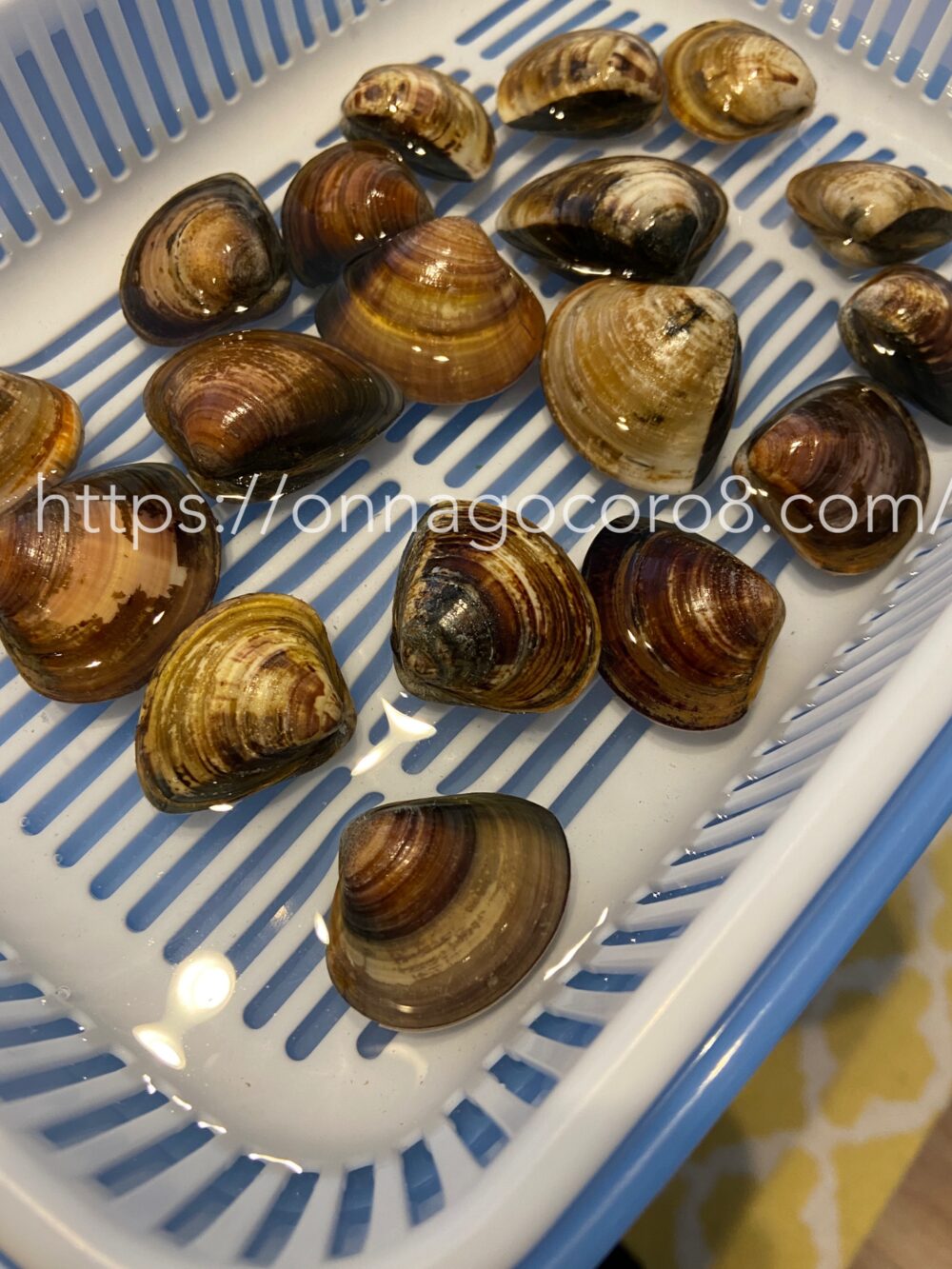 はまぐりって冷蔵庫に入れたら死ぬの？砂抜き方法はじめてちゃんとわかった！私だってていねいに暮らしたい