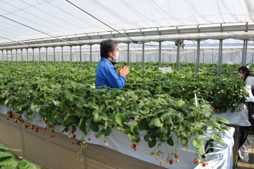 いちご狩り 驚くほど甘い「トレジャーふぁーむ」の美味しいいちごを収穫＆堪能♪ - 週末、金沢