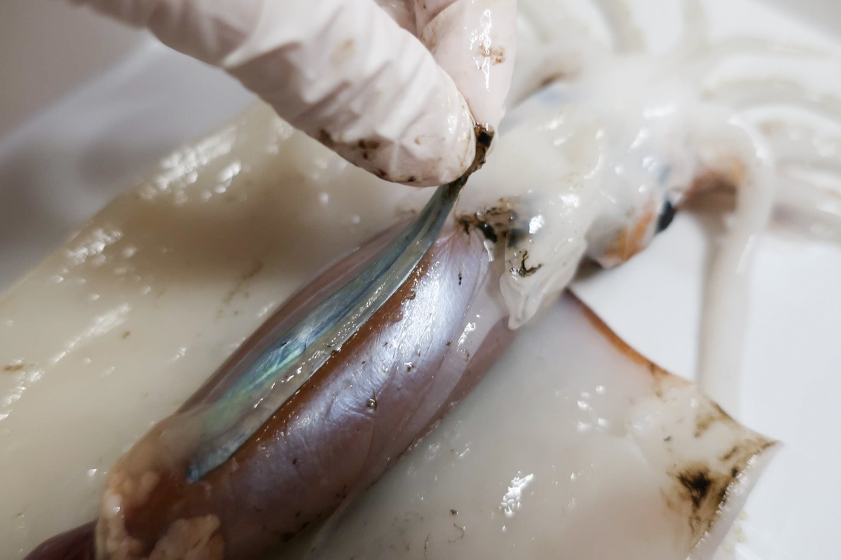 ぴんだこの「イカ乳」は加熱して美味い！野食ハンマープライス