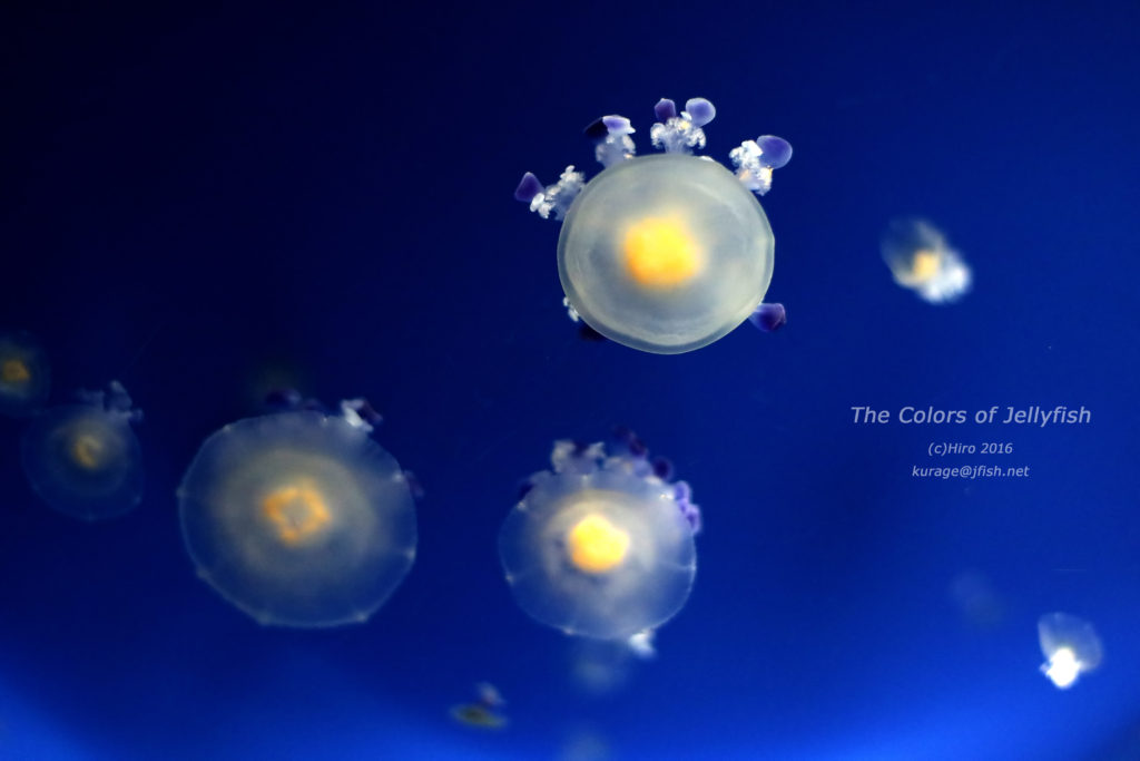 目玉焼きの再来海遊館とつながる海遊館