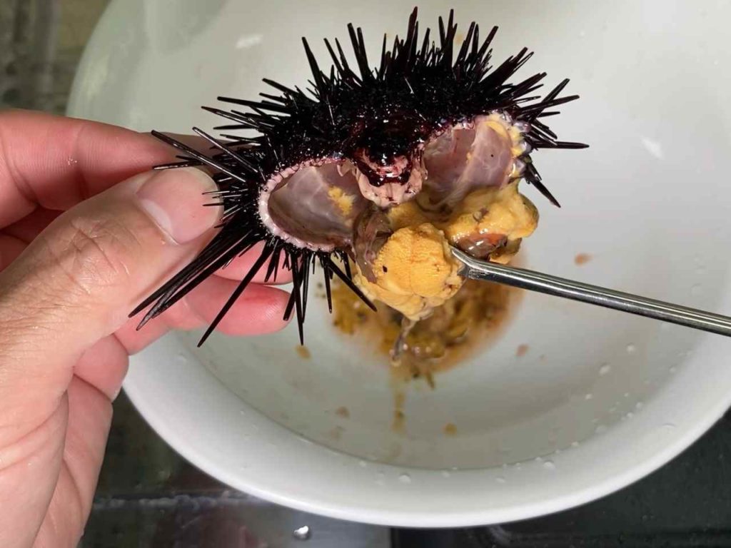 ウニの捌き方って？ 基本の流れや注意したいポイントを紹介！ – とれたてねっと