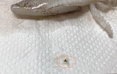 基本からアレンジまで！思わずつくりたくなる「小イカ 下処理」のレシピ集クックパッド