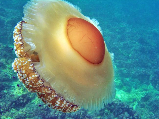 新江ノ島水族館で目玉焼きくらげを見つけた！🐟🪼