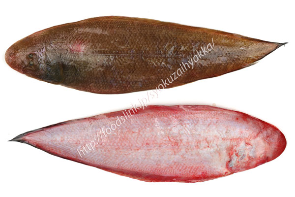 シマウシノシタ - 魚のぶろぐ