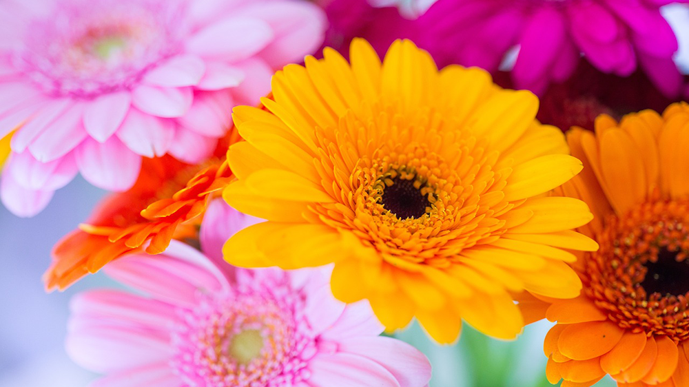 ガーベラの花言葉色別・本数別の花言葉とおすすめのギフトシーンをご紹介！ – 花・花束の通販サイトHanaTaku