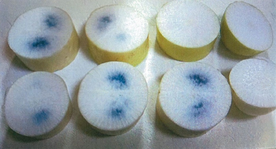 切ったら中が青い 青あざ症の大根 写真素材5901551- フォトライブラリ