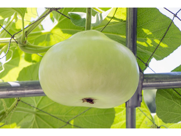 素材ダウンロード心にチクっとささるワードで作る「ちくわPOP ちくわぽっぷ 」農産物直売所やスーパーの青果売り場の活性化に！農に特化したPOPが無料