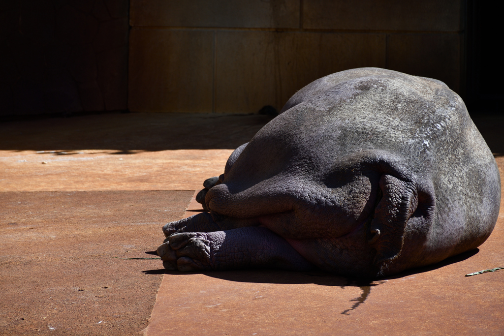 カバのお尻の写真素材99889716- PIXTA