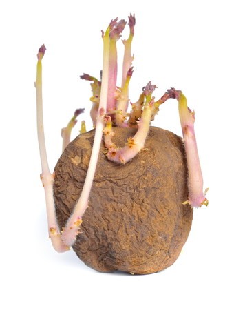 じゃがいもの芽止め法ＪＡひだ