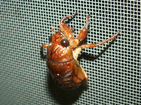 蝉 セミ せみ が脱皮して羽化 うか するところ みーっけ