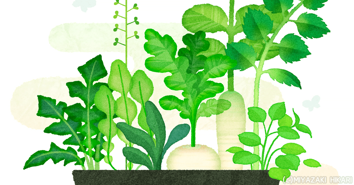 春の七草と七草粥セットイラスト