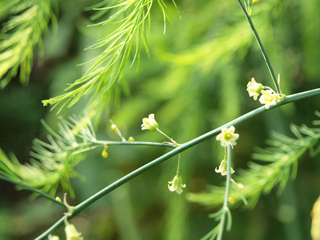 アスパラガスのお話し 美味しく食べて健康に味の農園