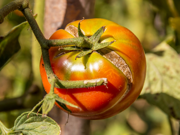 完熟を待っていたら・みんなとカゴメでつくるコミュニティ ＆KAGOME アンドカゴメ