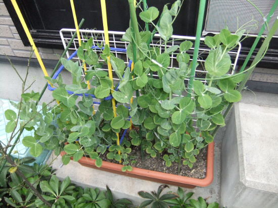 冬にトマトの栽培？ プランターで育てられる珍しい秋冬野菜