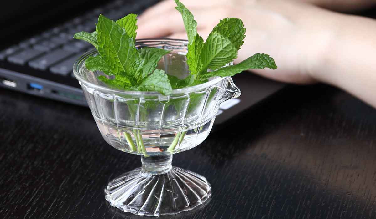 再生野菜「リボベジ」ができる野菜16選！失敗しない育て方のコツも紹介農業・ガーデニング・園芸・家庭菜園マガジン AGRI PICK