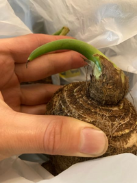 根詰まりとは？根詰まりサインや失敗しない植え替え方法を解説 - For your LIFE