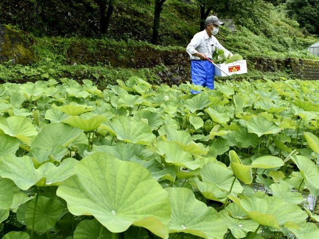 蓮の葉 - Wikipedia