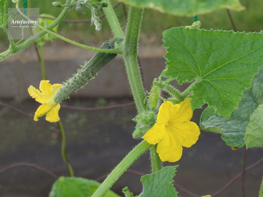 きゅうりの実がならない！なかなか花ができない理由と対処術 - 農業屋