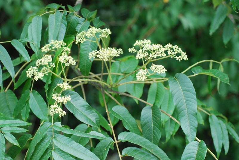 カラスザンショウの実を食べるメジロ : 赤いガーベラつれづれの記