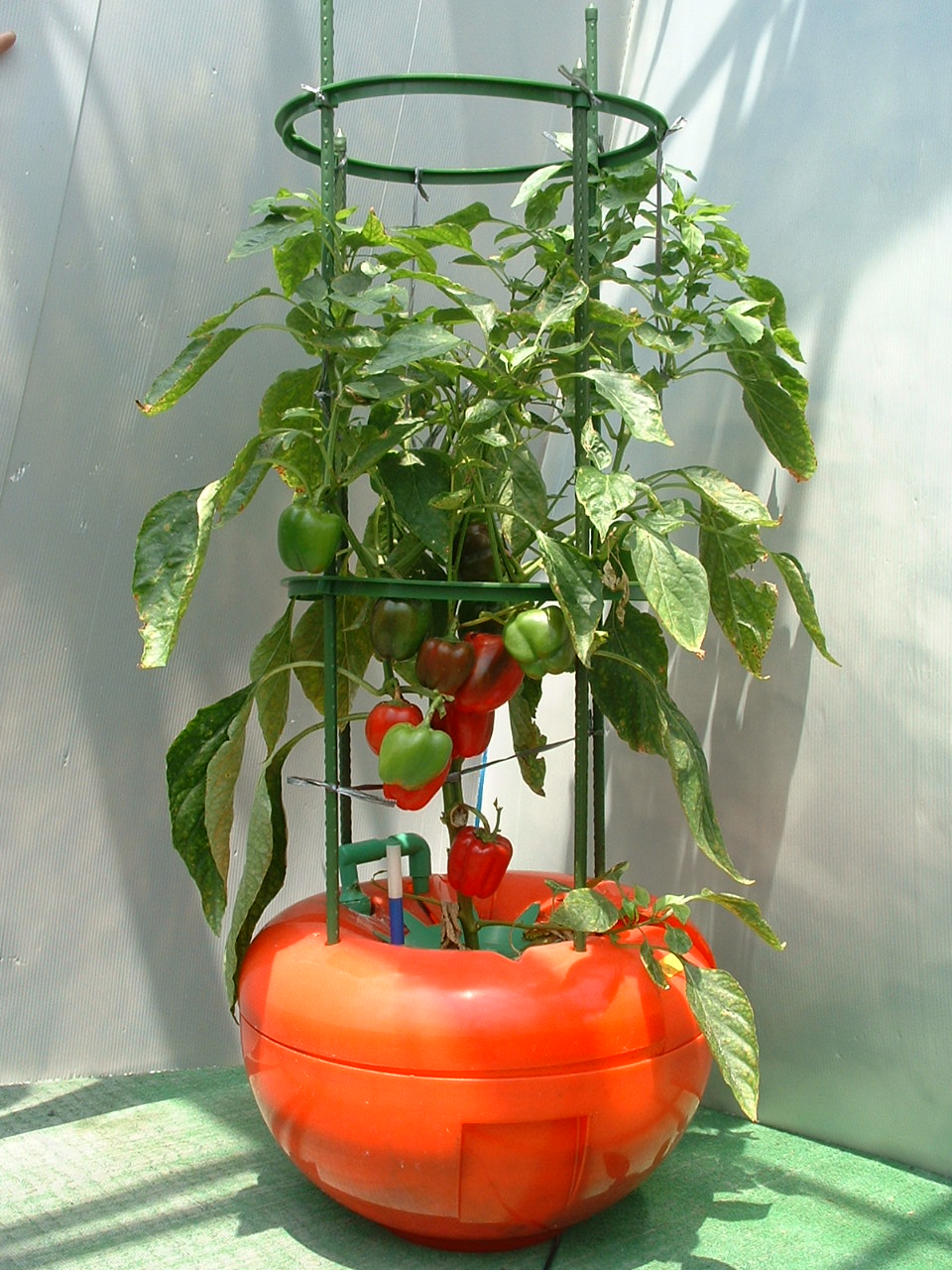 パプリカの水耕栽培に挑戦しています。ホームセンターで購入した苗を水耕栽培装置に植え替えましょう - 春色ソレイユ