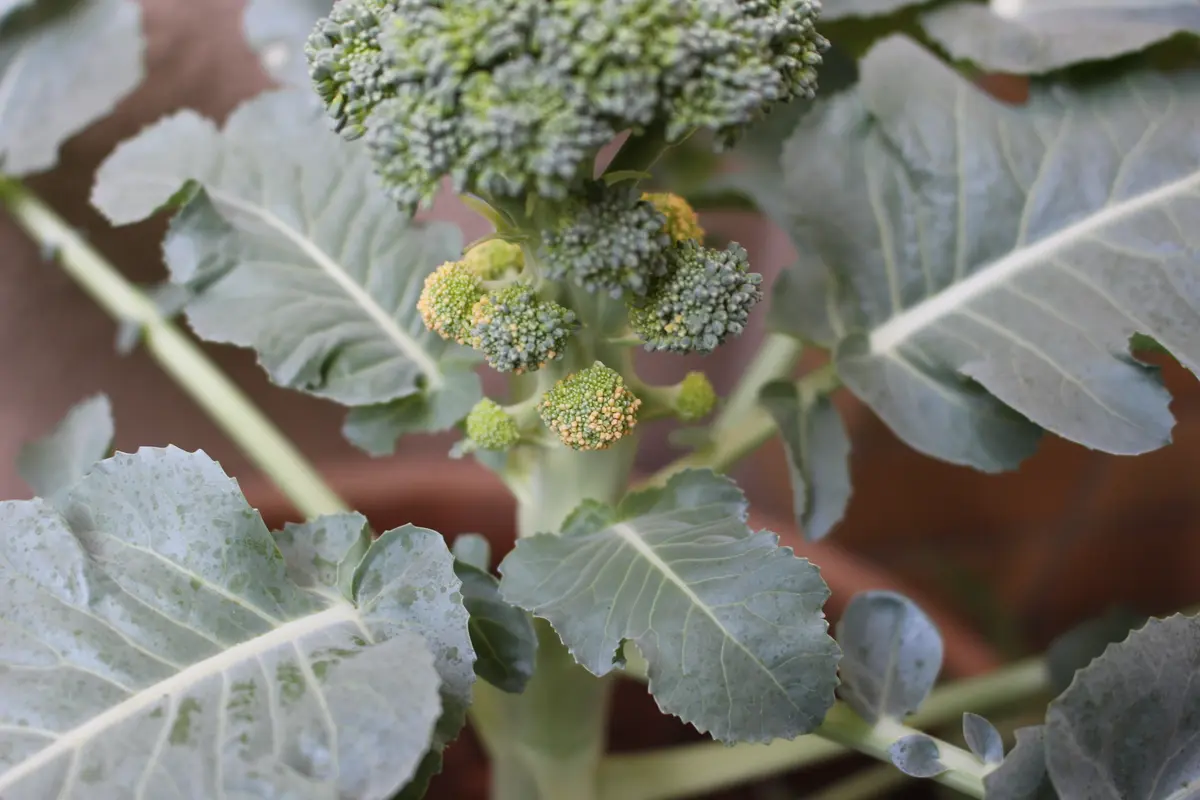収穫期を過ぎた「ブロッコリー」‐花が咲く、黄色、茶色に変色家庭菜園 野菜づくり事典