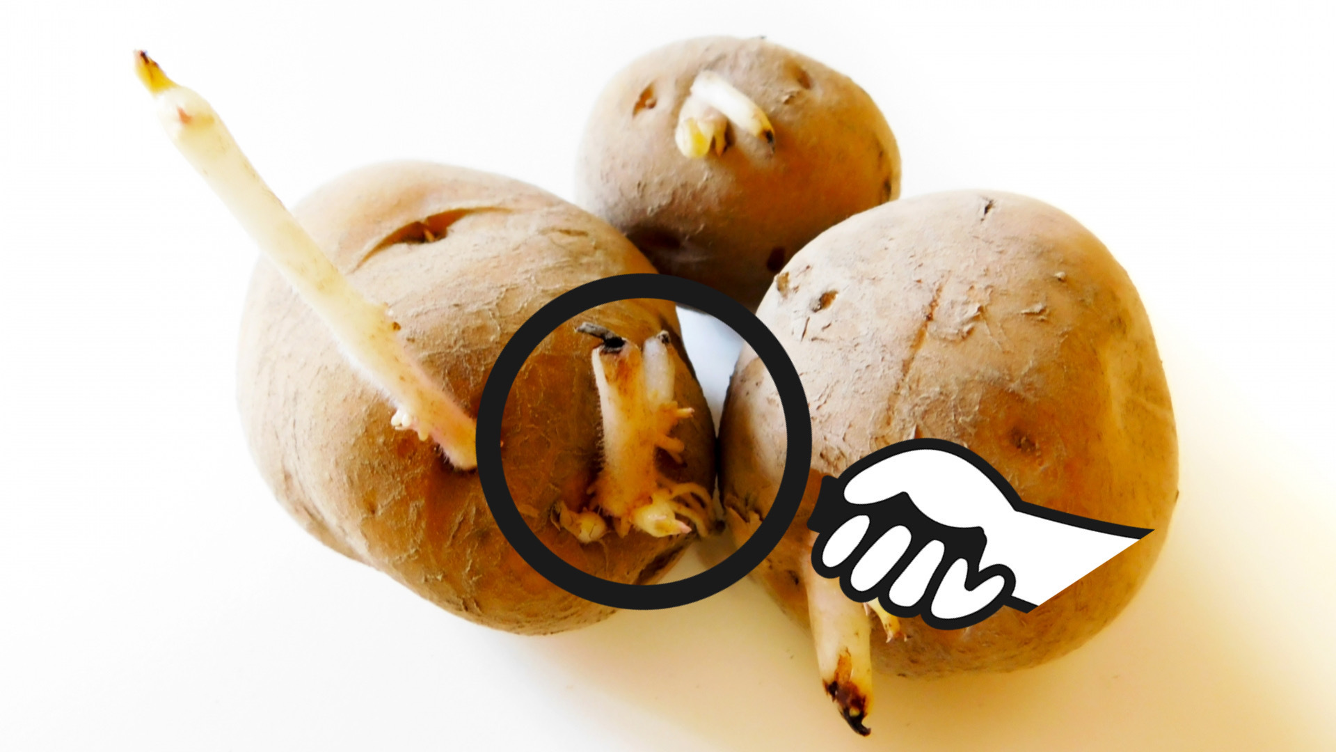 食べ忘れたジャガイモに芽が沢山出ていました。今年植えたジャ 園芸相談Q＆Aみんなの趣味の園芸