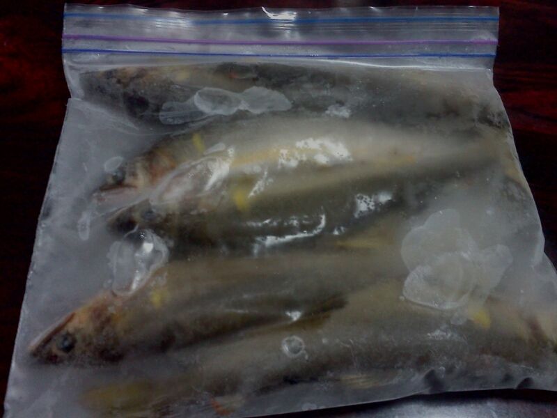 川漁師のひとりごと: 鮎の冷凍保存方法