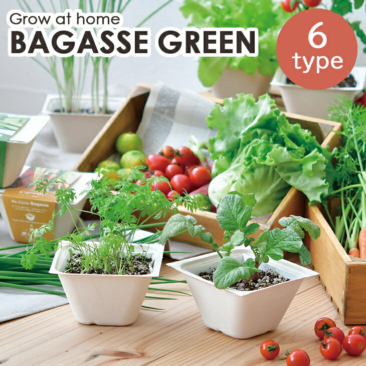 再生野菜「リボべジ」でグリーンを楽しもう野菜の切れ端で水耕栽培切るを楽しむアルスコーポレーション株式会社