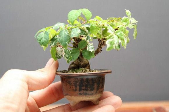 e-盆栽 ヤフー店 - 豆盆栽 樹高7cm以下Yahoo!ショッピング