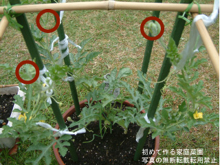 スイカの育て方 種まきから肥料や水やり・収穫まで栽培方法を解説 - For your LIFE