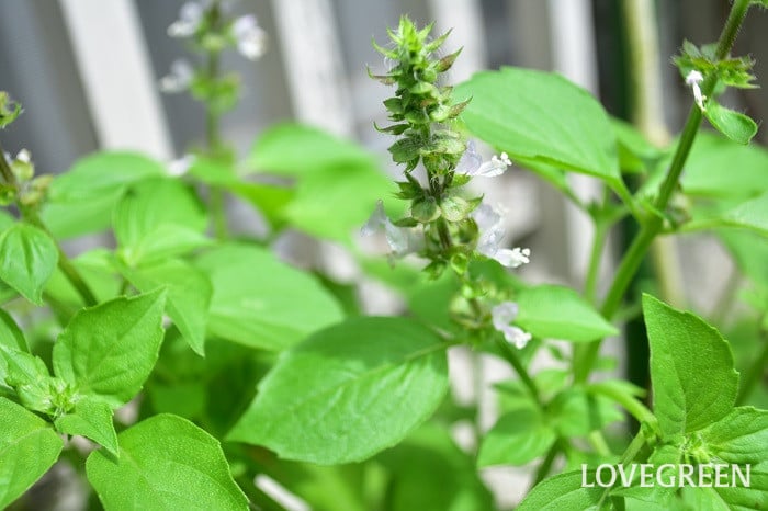 バジルの収穫の方法は？どこから切るのかや収穫のタイミング・収穫後の保存方法など紹介！えみhanaガーデン