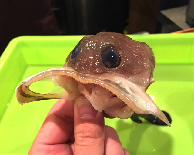 魚 鯛 アルファベット 英語のイラスト素材 - PIXTA